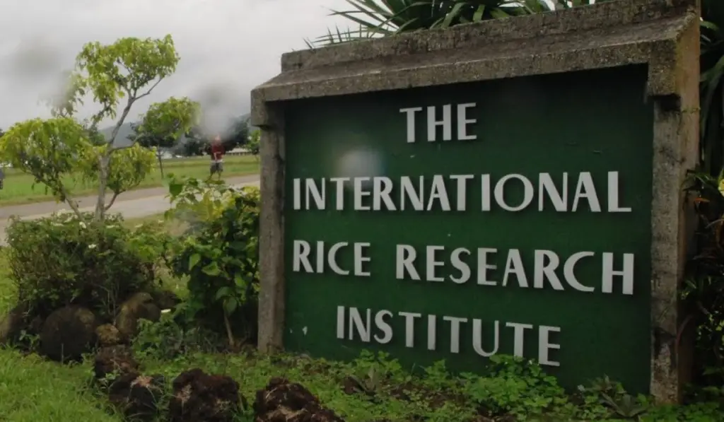 Research Position in IRRI, Philippines